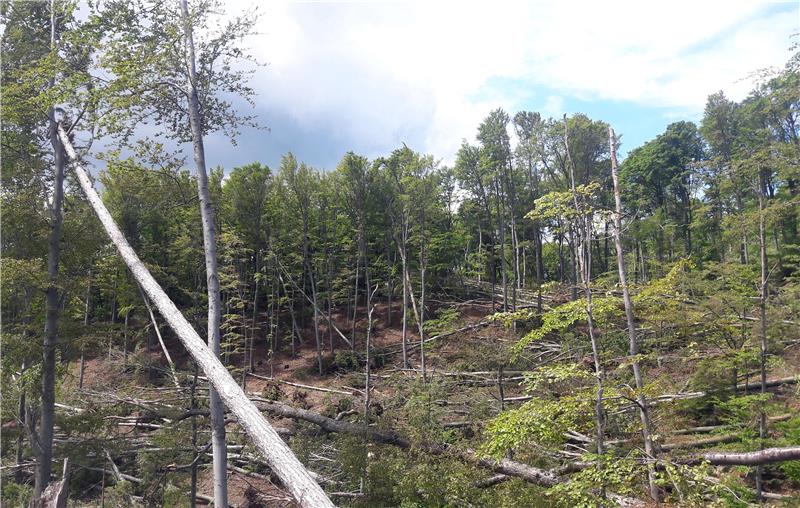 Protest for forest protection to be held in Croatia, Serbia, Montenegro