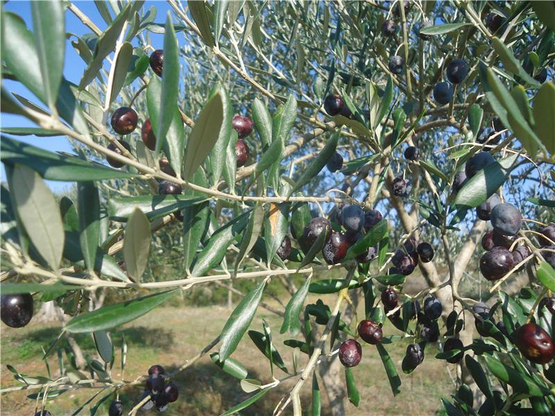 Agrolaguna i Maslinari Istre potpisali ugovor o suradnji