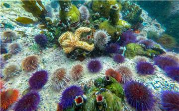 SOUTH AFRICA STARFISH