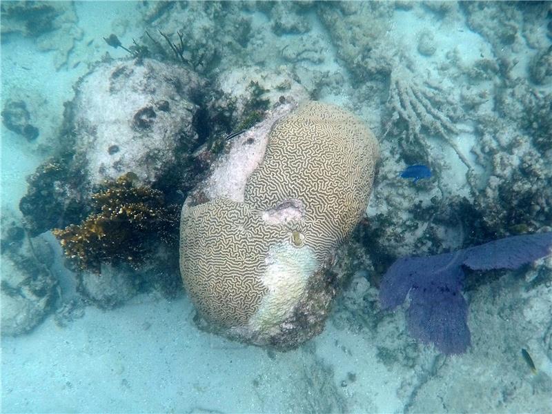 MEXICO CORALS