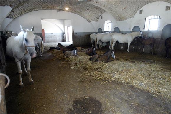 Lipik farm to propose inclusion of Lipizzan horses on UNESCO protected heritage list