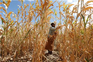 YEMEN WORLD FOOD DAY