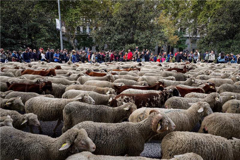 SPAIN TRANSHUMANCE