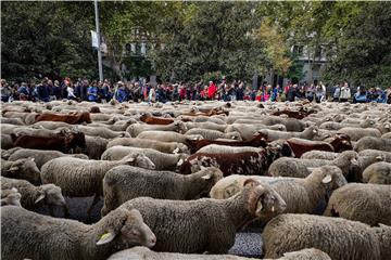 SPAIN TRANSHUMANCE