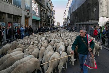 Na ulicama Madrida ovce zamijenile automobile