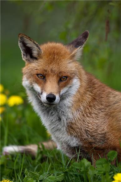 International anti-hunting protest held in Zagreb