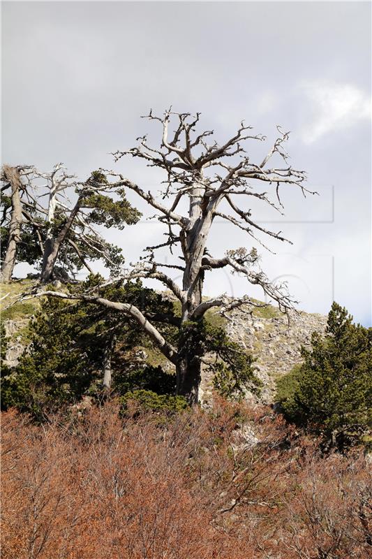 ITALY EUROPE OLDEST TREE