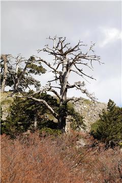 ITALY EUROPE OLDEST TREE