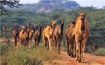 INDIA AGRICULTURE PUSHKAR FAIR