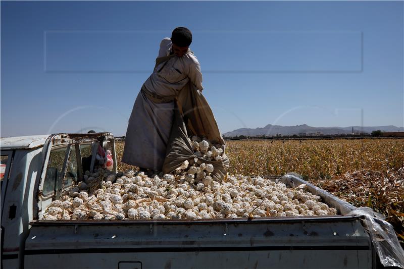 YEMEN CONFLICT SORGHUM HARVEST