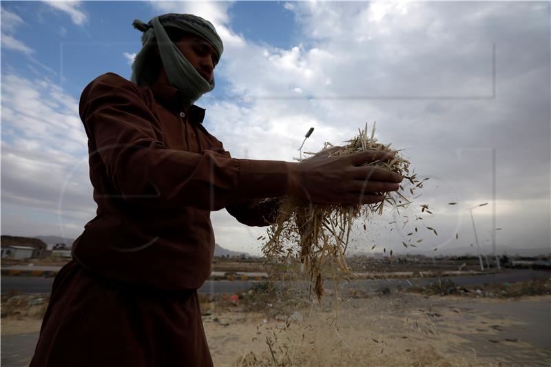 YEMEN HARVEST SEASON