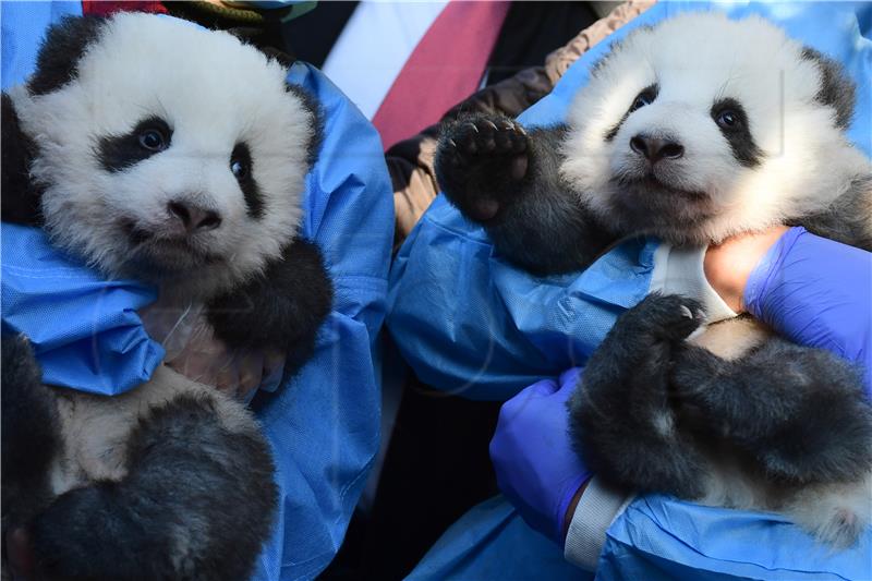 Šestomjesečnim pandama blizancima iz berlinskog zoo-a nadjenuta imena 