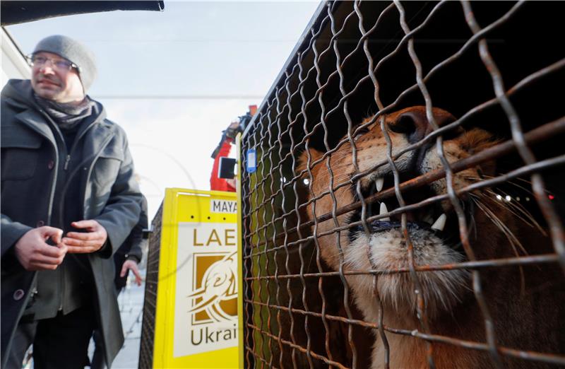 UKRAINE SOUTH AFRICA LIONS