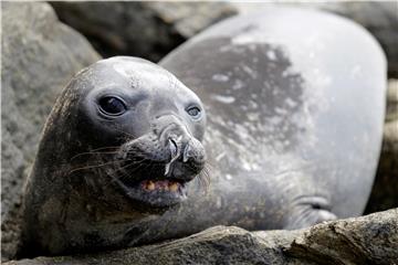 SRI LANKA ANIMALS ELEPHANT SEAL