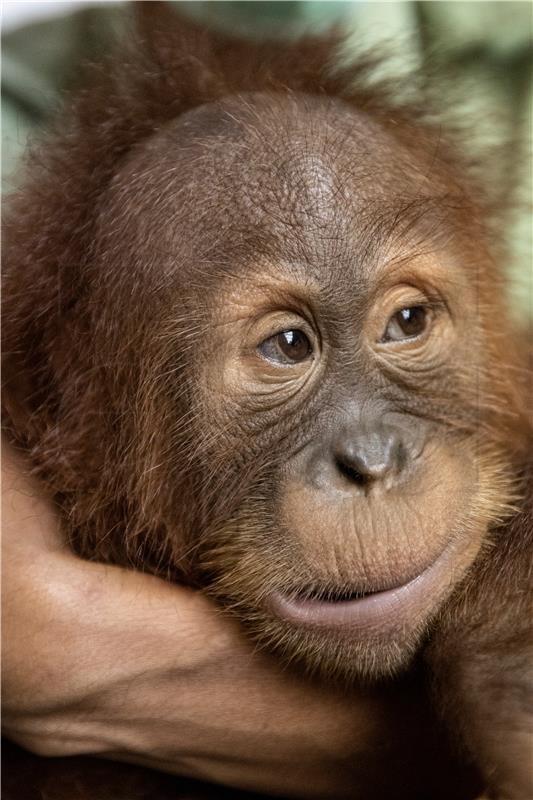 INDONESIA ANIMALS ORANGUTAN