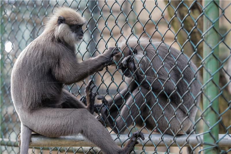 SRI LANKA ANIMALS MONKEY