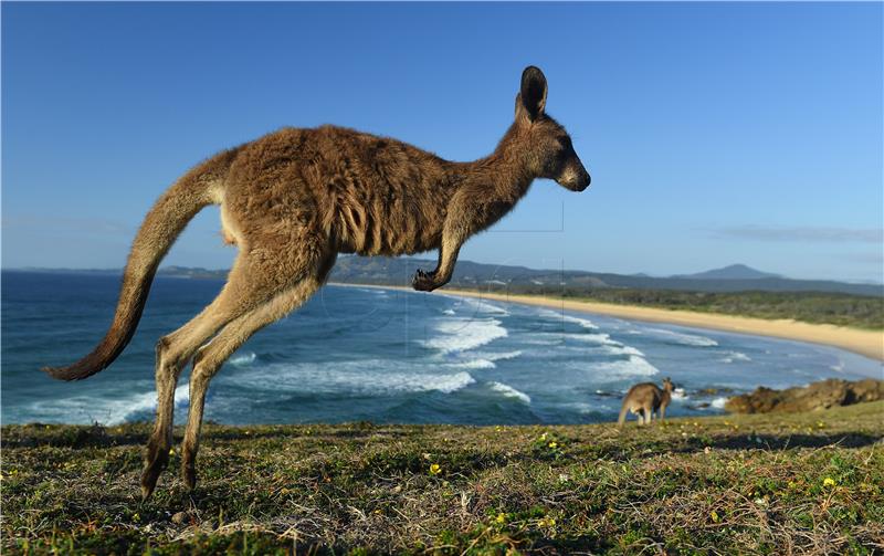 Iscrpljeni klokan hladio se u dvorišnom bazenu u Australiji