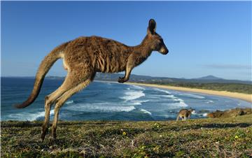 Iscrpljeni klokan hladio se u dvorišnom bazenu u Australiji