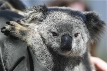 Žedna koala zaustavila bicikliste tražeći vodu