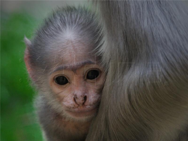 U zagrebačkom ZOO-u 2019. na svijet došlo čak 300 sisavaca, ptica, gmazova i vodozemaca