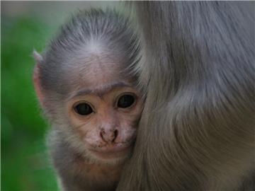 U zagrebačkom ZOO-u 2019. na svijet došlo čak 300 sisavaca, ptica, gmazova i vodozemaca