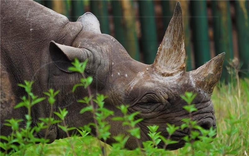 TANZANIA OLDEST RHINO