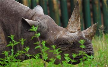 TANZANIA OLDEST RHINO