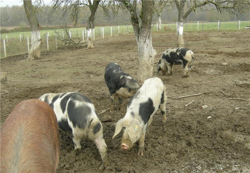 All restrictions imposed on Croatia due to classical swine fever lifted