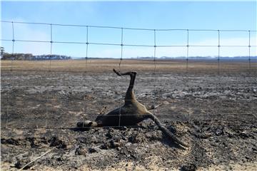 AUSTRALIA BUSHFIRES