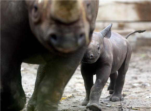 Mladunče južnog bijelog nosoroga novi je član njemačkog zoo-a 