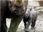 Mladunče južnog bijelog nosoroga novi je član njemačkog zoo-a 