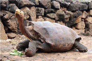 ECUADOR GALAPAGOS