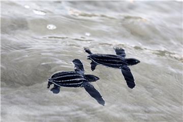 INDONESIA ACEH TURTLE CONSERVATION