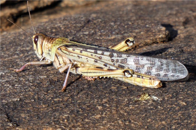 Locust swarm threatens Kenya's food security