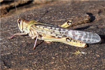 Locust swarm threatens Kenya's food security