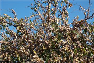 KENYA LOCUST CRISIS