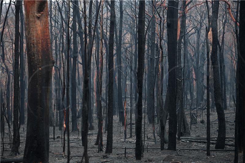 AUSTRALIA BUSHFIRES AFTERMATH