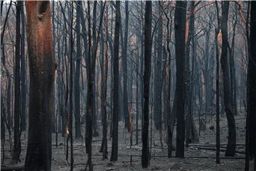 AUSTRALIA BUSHFIRES AFTERMATH