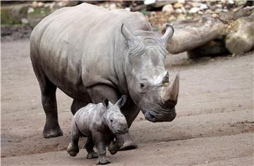 GERMANY ANIMALS RHINOCEROS