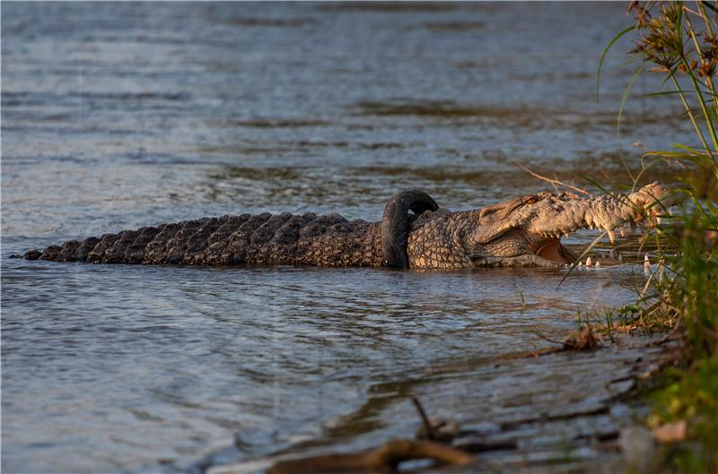 INDONESIA CROCODILE