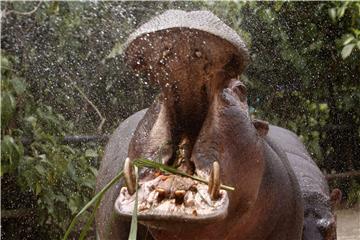 COLOMBIA ANIMALS