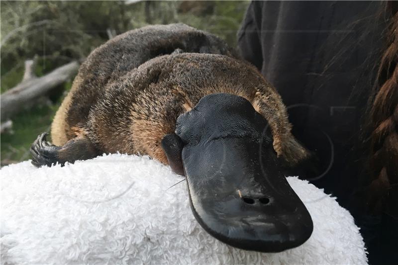 AUSTRALIA POPULATION PLATYPUS STUDY