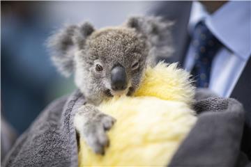 AUSTRALIA RSPCA NATIVE ANIMAL PRESSER