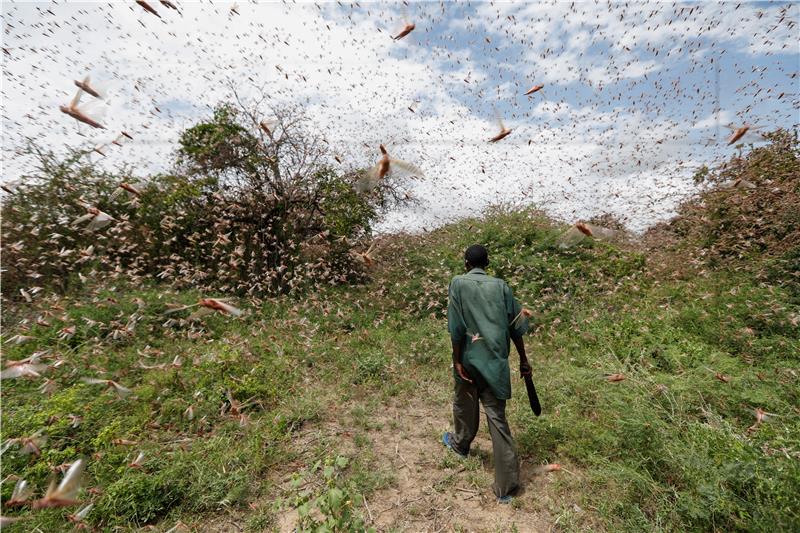 Najezda skakavaca Istočnoj Africi prijeti glađu