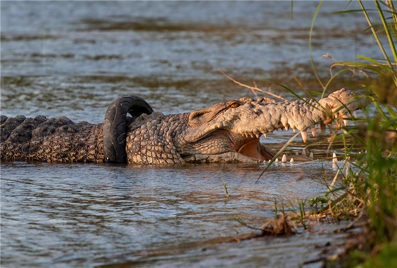 (FILE) INDONESIA CROCODILE