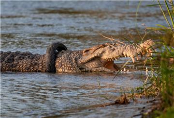 (FILE) INDONESIA CROCODILE