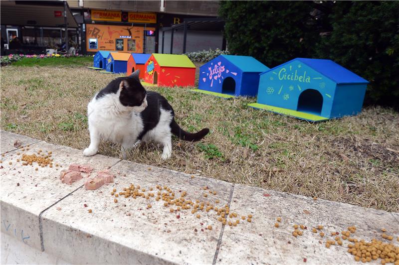 Cats living outside Split's theatre provided with houses made by theatre workers