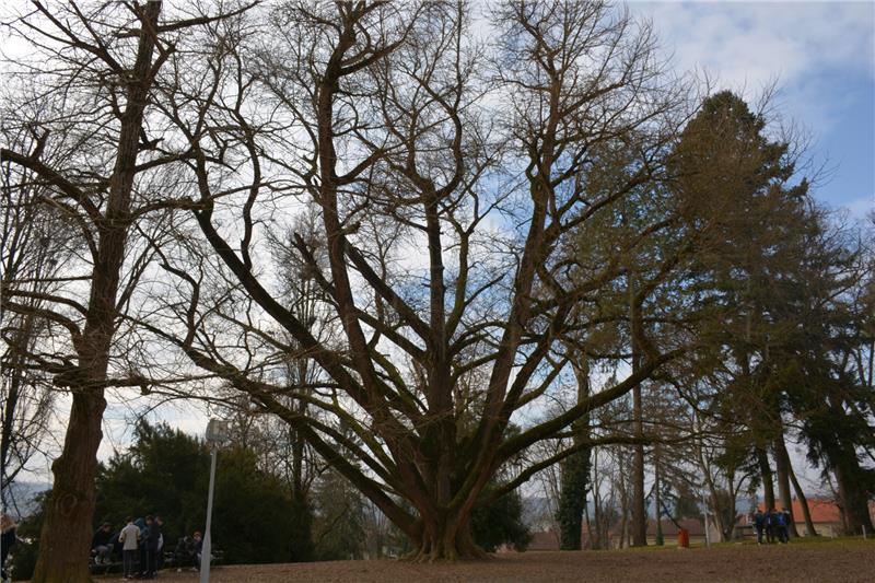 Daruvar's "Ginko in love" tree candidate for European Tree of the Year