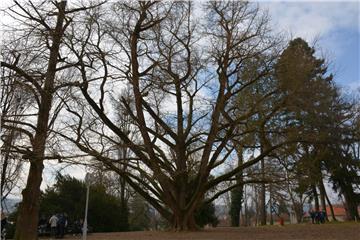 Daruvar's "Ginko in love" tree candidate for European Tree of the Year