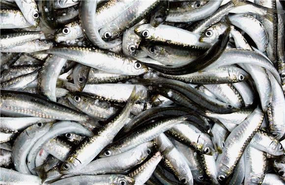 EC scraps plan for small pelagic fish quota which Croat daily sees as MEP Tomasic's victory